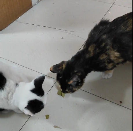 假如猫儿懂国学